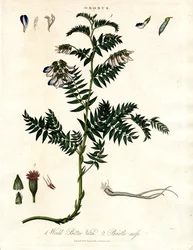 Bitter Vetch and Bristle-moss