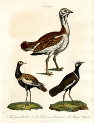 Depiction of Various Bustard Species