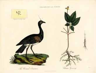 Palamedea and Panax