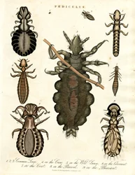 Pediculus - Various Species of Lice