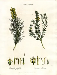 Persoonia