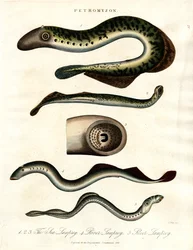 Lamprey