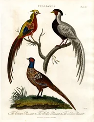 Pheasant Species