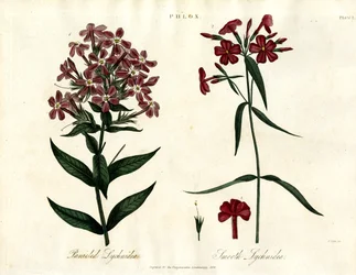 Phlox Species