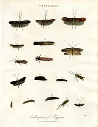 Phryganea - Caddisflies