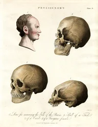 Physiognomy – Skulls of Different Ethnicities