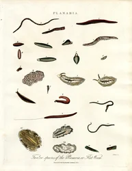 Planaria - Twelve Species of Flatworms