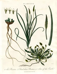 Plantago Species