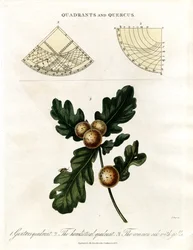 Quadrants and Oak