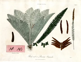 Royal Fern