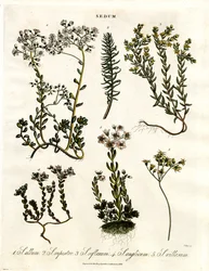 Various Stonecrop Species