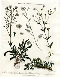 Selinum, Silene and Sibbaldia
