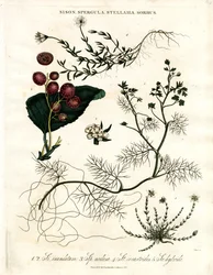 Sison, Spergula, Stellaria, Sorbus