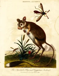 Spectacle Fly and Egyptian Jerboa