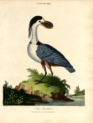 The Boatbill