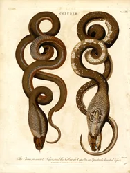 The Cæcus or Secret Viper and the Cobra de Capello or Spectacle-hooded Viper