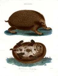 The Common Hedgehog