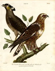 The Crested Buzzard and the Gloved Buzzard