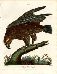 The Golden Eagle
