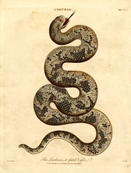 The Lachesis or Fatal Viper