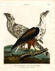 The Noisy Eagle and the Long-tailed Eagle