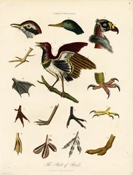 The Parts of Birds