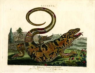 The Safeguard Lizard of Surinam