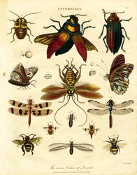 The Seven Orders of Insects