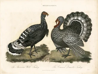 Turkeys