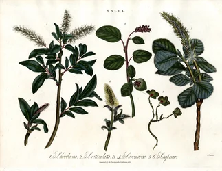 Various Willow Species (Salix)