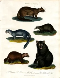 Viverra and Ursus: Various Species of Civets and Bears