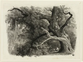 Old Tree in the Billah - Sherwood Forest