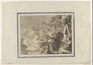 Beech