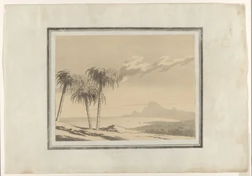 Palm