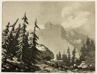 Pine Trees in the Mountains