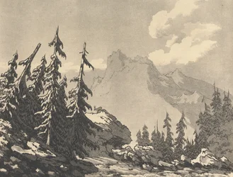 Spruce Fir