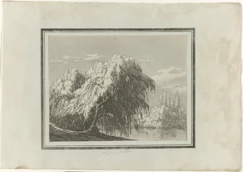 Weeping Willow