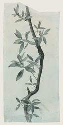 Study of Willow Leaves, c.1857