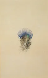 Study of a Peacock Feather, 1873