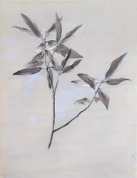 Under-surface of a dried Spray of Olive, after 1878