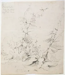 Study of Weeds, Kirkstall