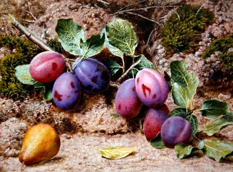 Still Life with Plums and a Pear on a Mossy Bank, c.1855