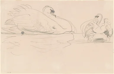 Swans in the Water