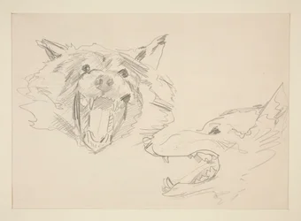 Two Views of a Wolf