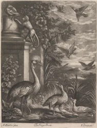 The Kings Birds