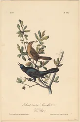 Boat-Tailed Grackle