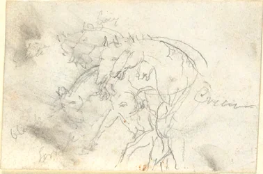 Horses
