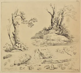 Sheet of Studies of Tree-trunks and Foliage