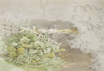 Dock Plants by a Shaded Stream