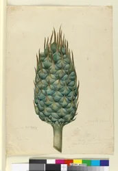 Macrozamia